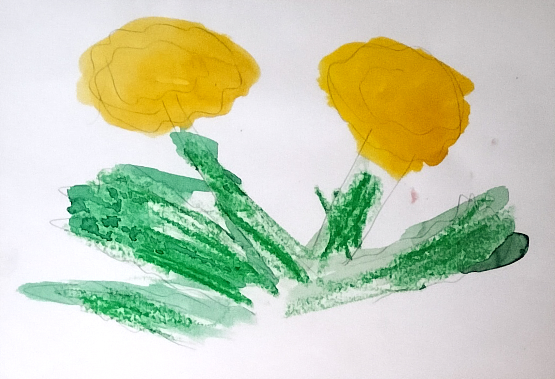 たんぽぽ たんぽぽ